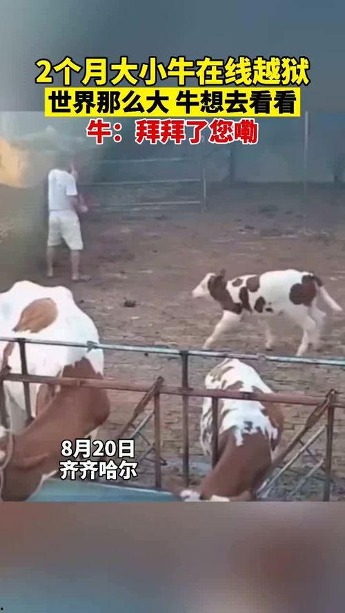 牛在线观看,揭秘网络牛群的欢乐时光